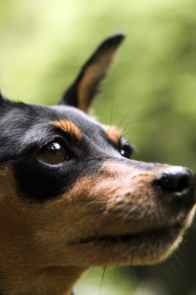 Маленький пинчер