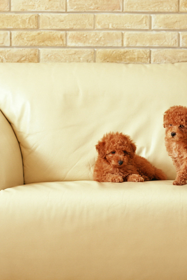 Маленькие щенки