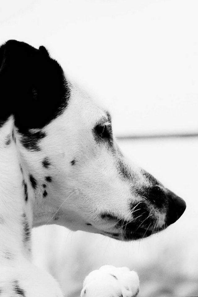 Пятнистый пес