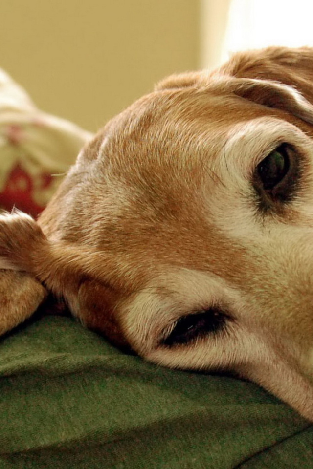 Уставший пес