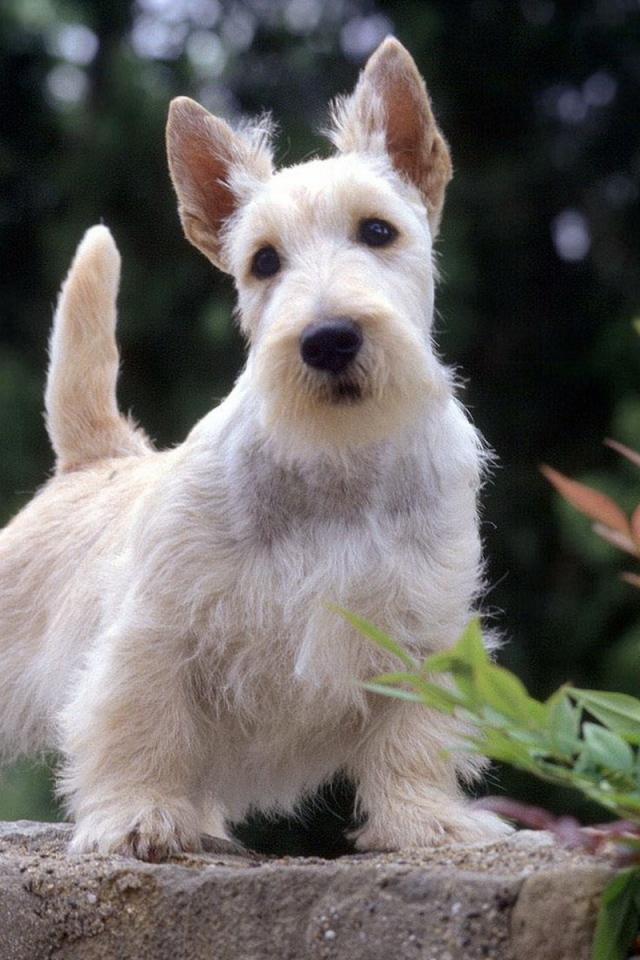 Вест-хайленд-уайт-терьер