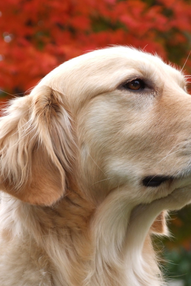 Красивый псэ собака