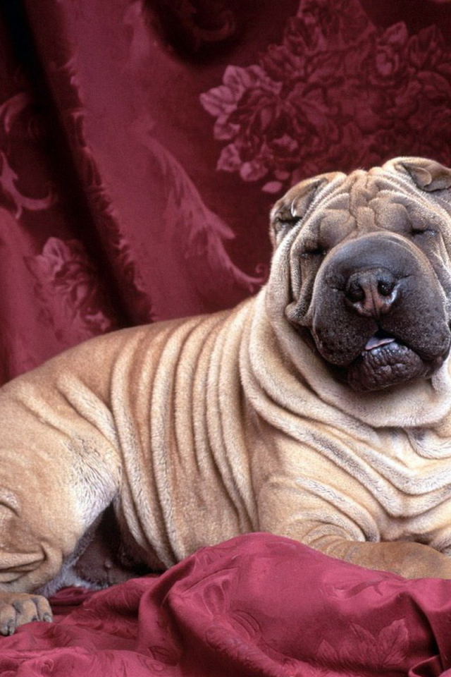 задремавший Шарпей