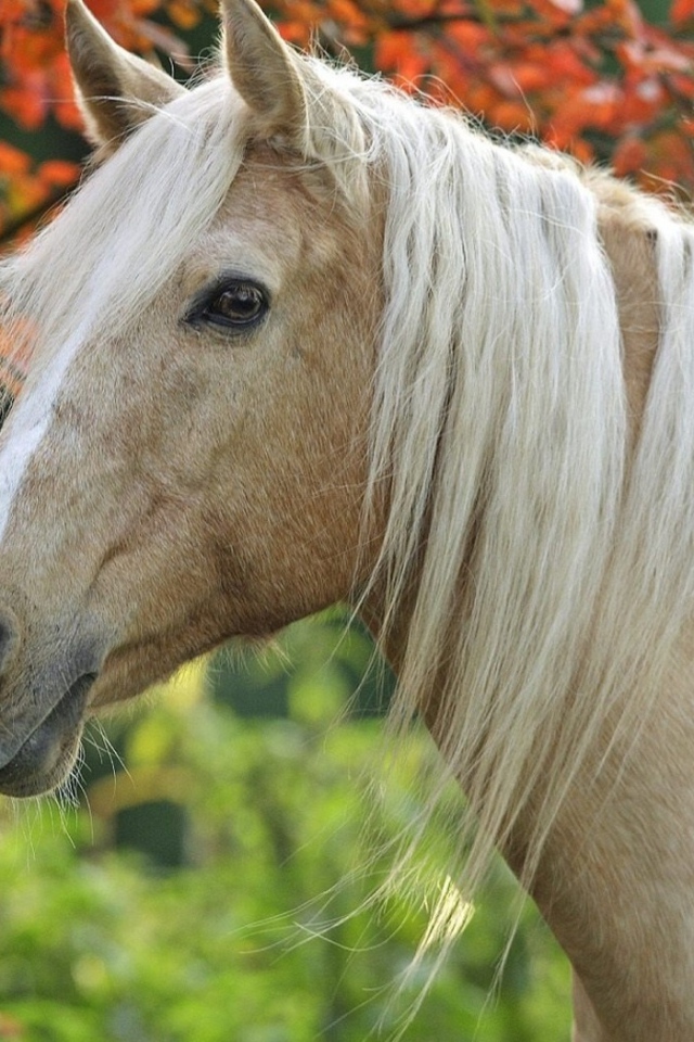 Грациозная лошадь