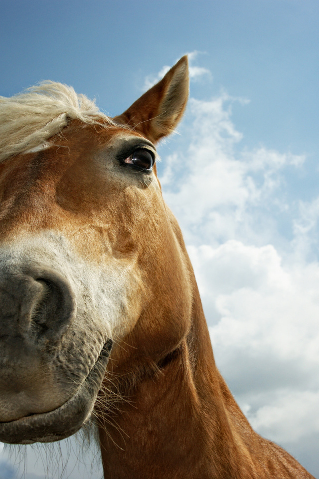 Лошадиная морда