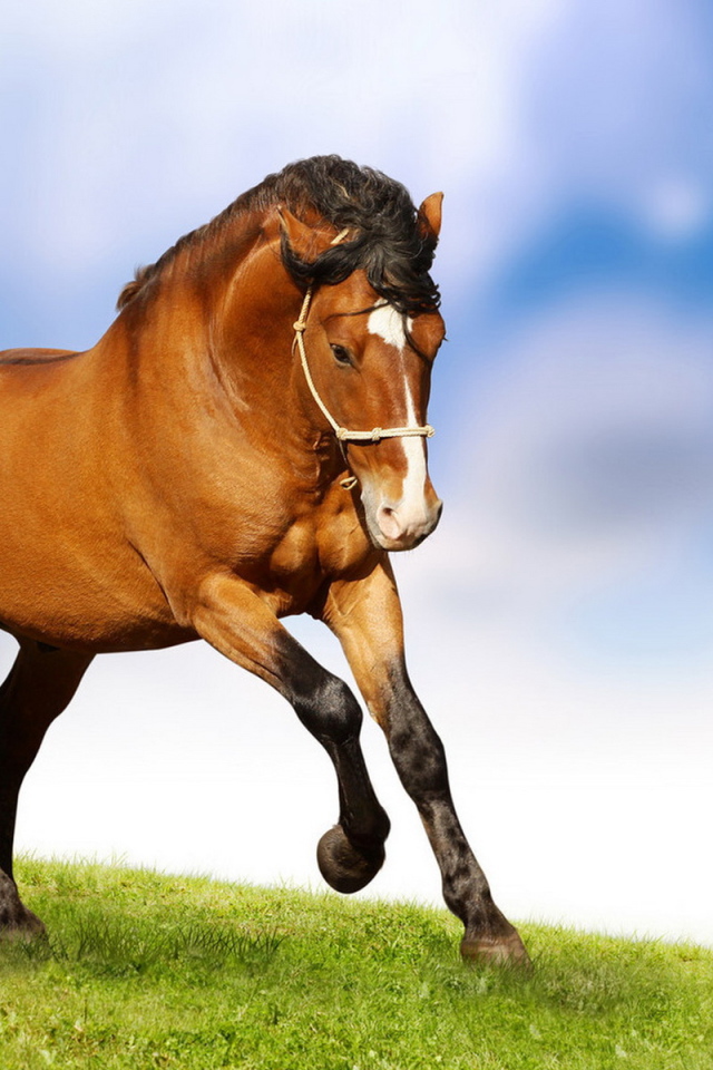 Лошадиная природная грация