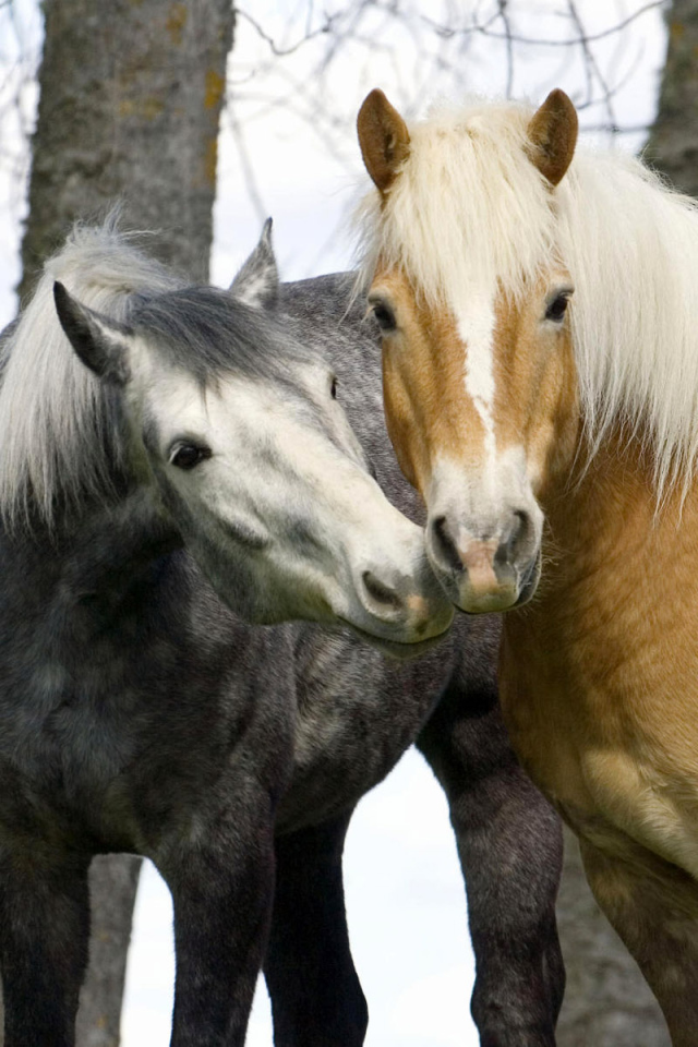 Лошадиньи нежности