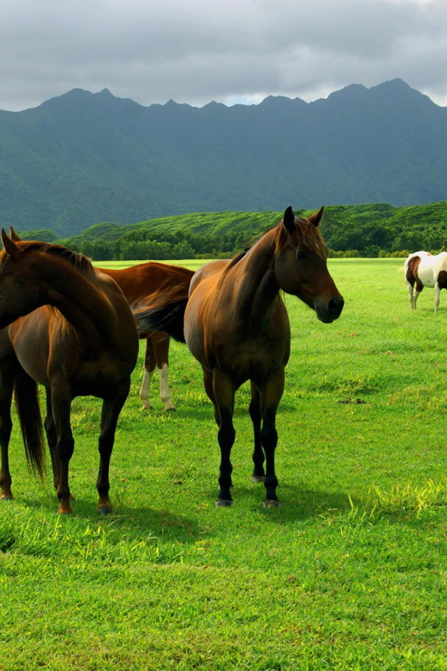 Лошади на пастбище