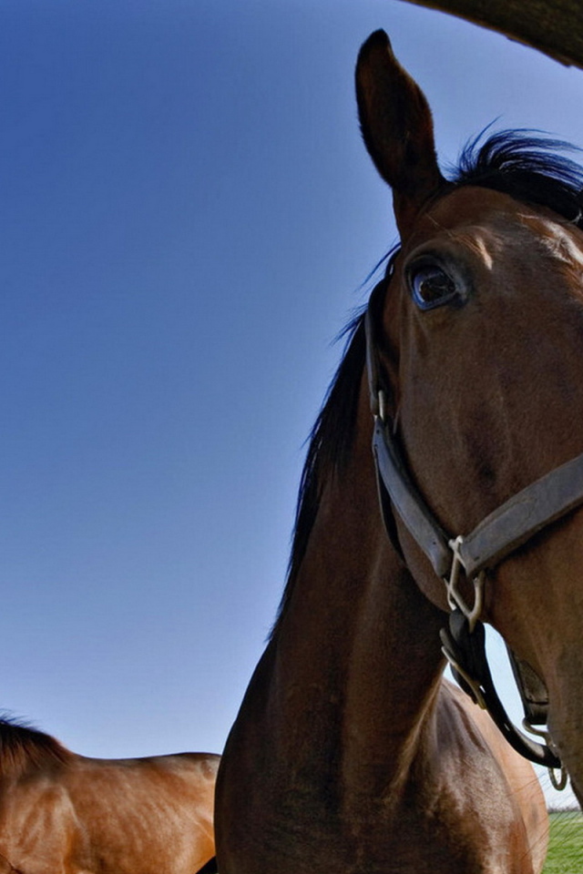 Лошадки на конюшне