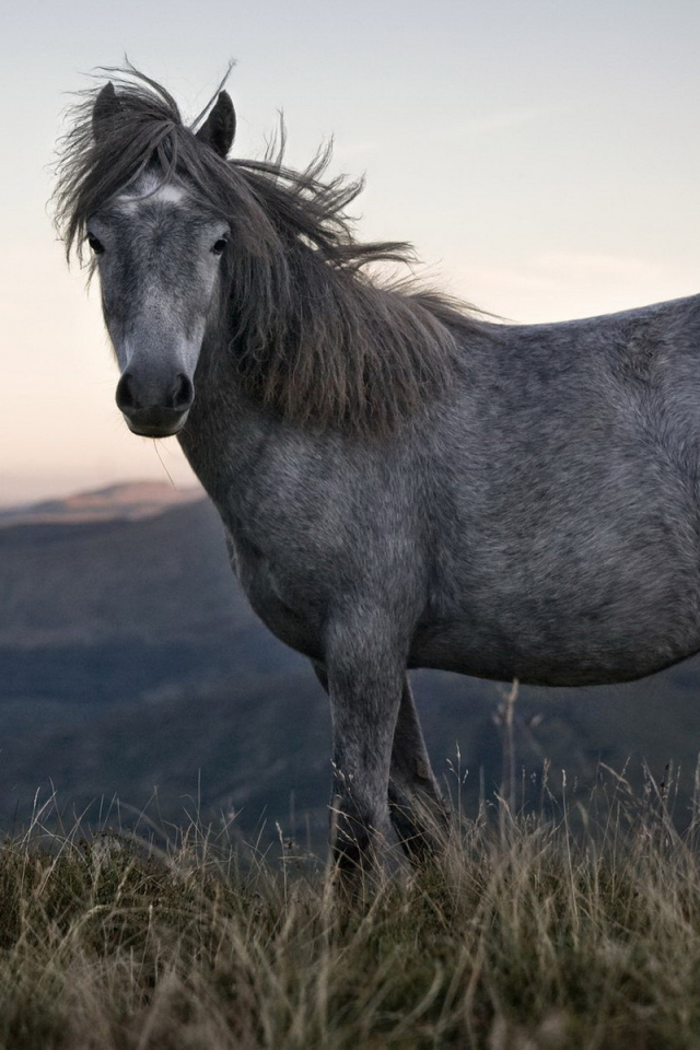 Одинокая лошадь