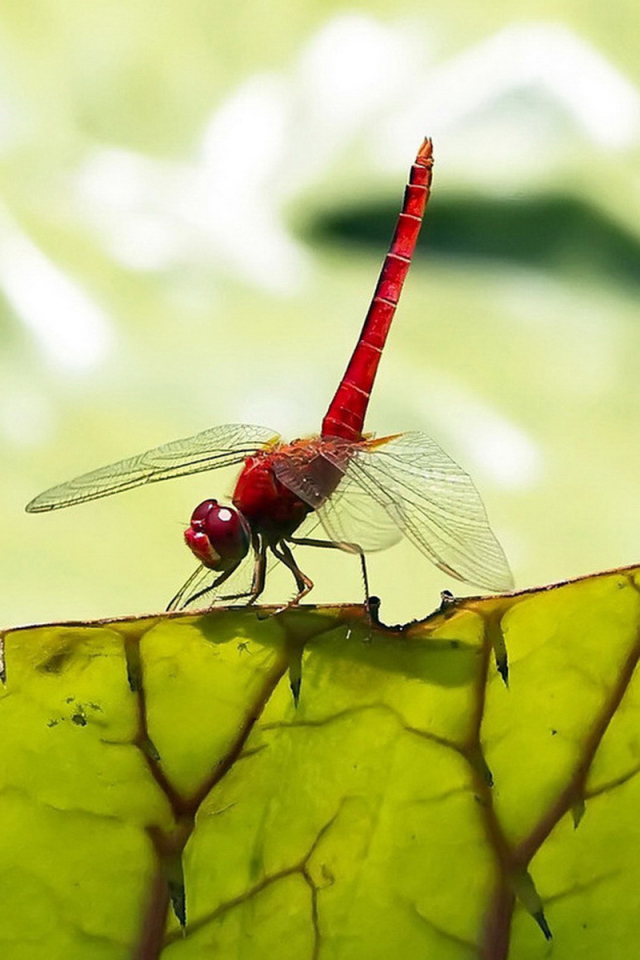Стрекоза на листьях