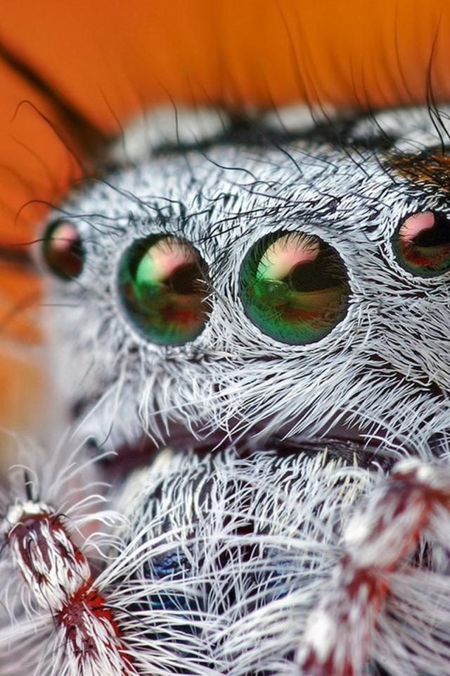 Паучьи глазки