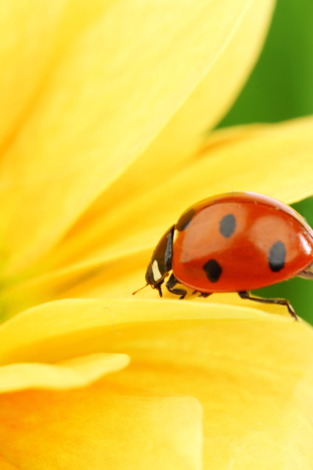 Божья коровка на цветке