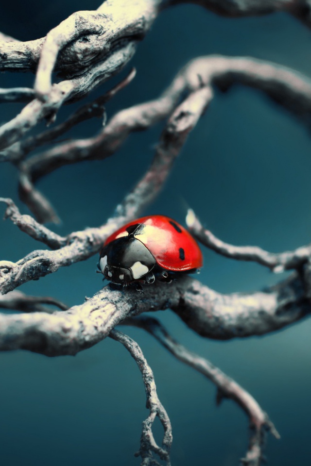 Синяя тема с божьей коровкой