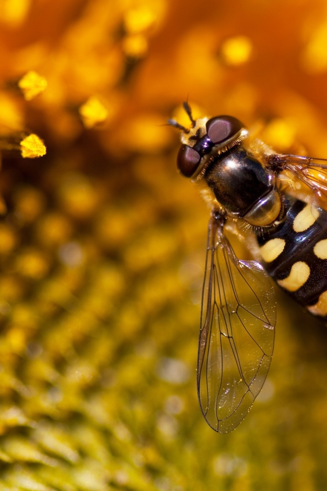 Оса на подсолнухе