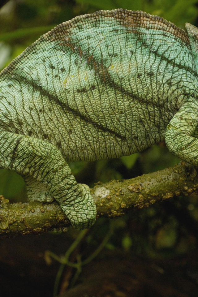 Хамелеон на ветке
