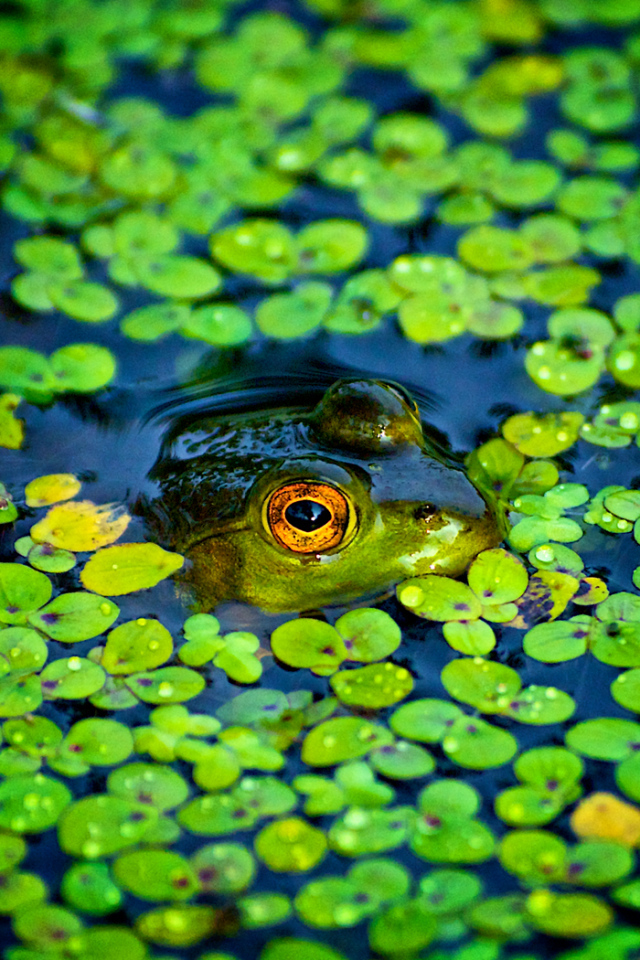 Зеленая лягушка в болоте