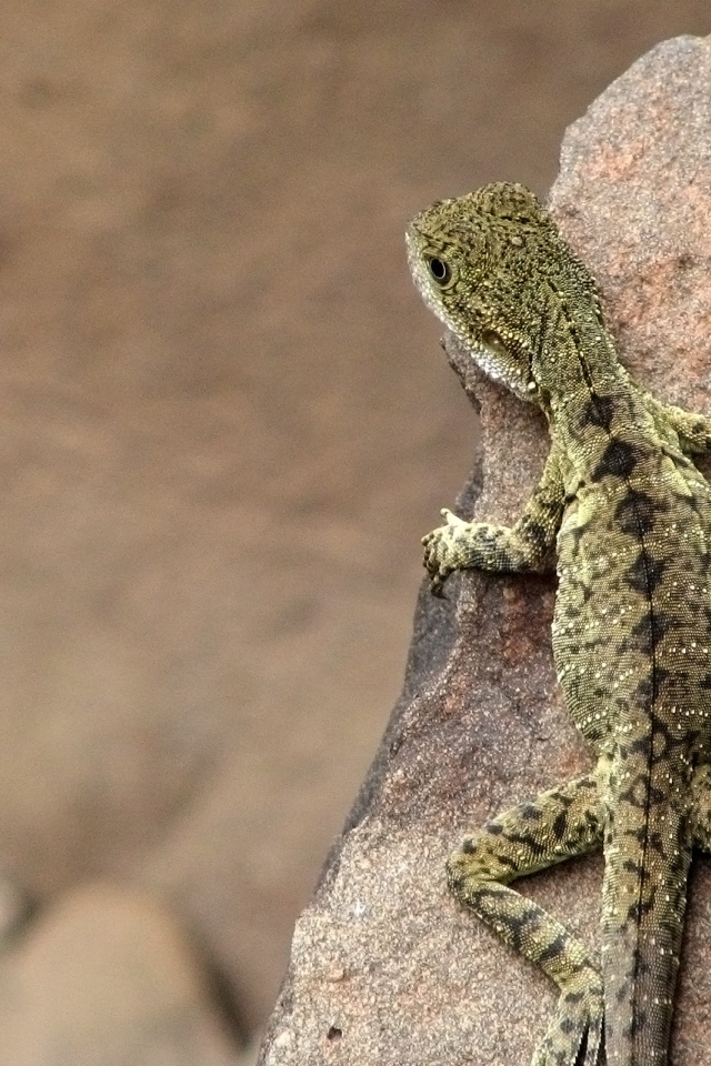 Ящерица на камне