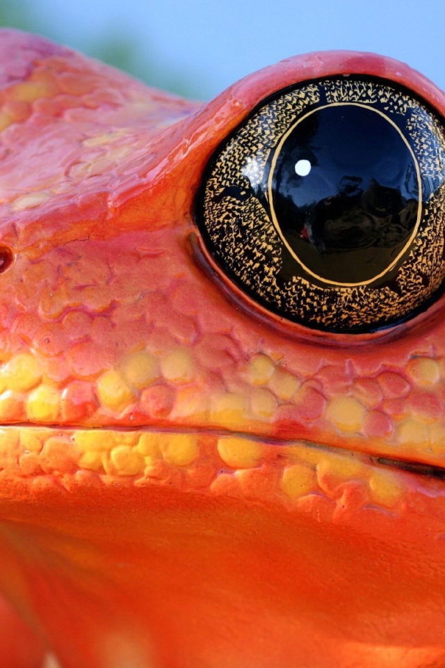 Красная лягушка