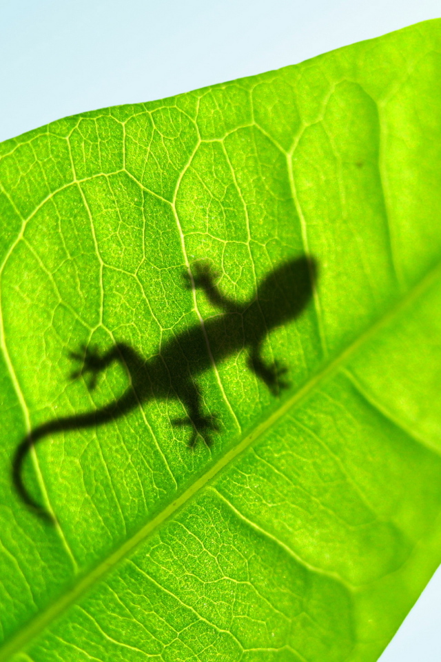 Маленькая ящерица на листке