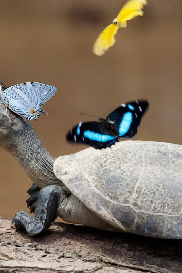 Черепаха и бабочки