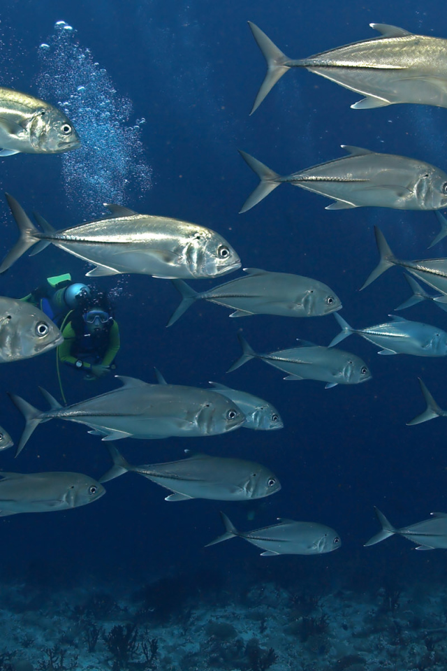 На дне моря