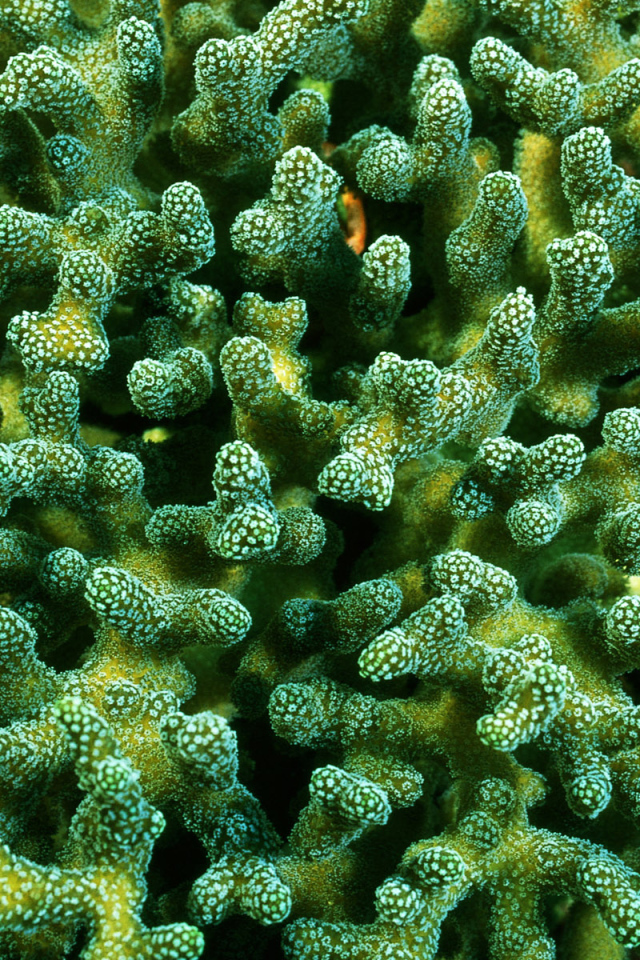 Красивые кораллы