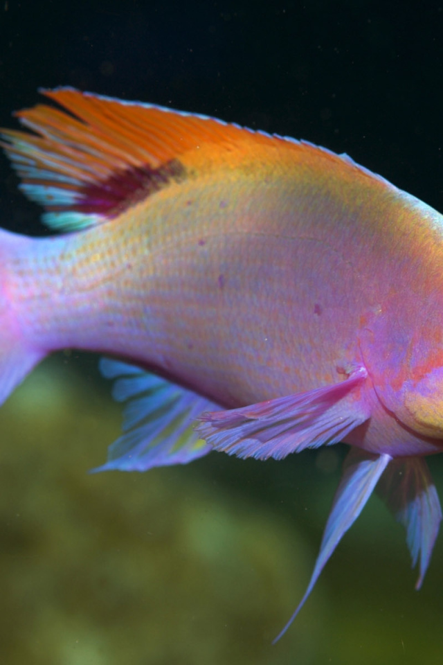 Красивая рыба