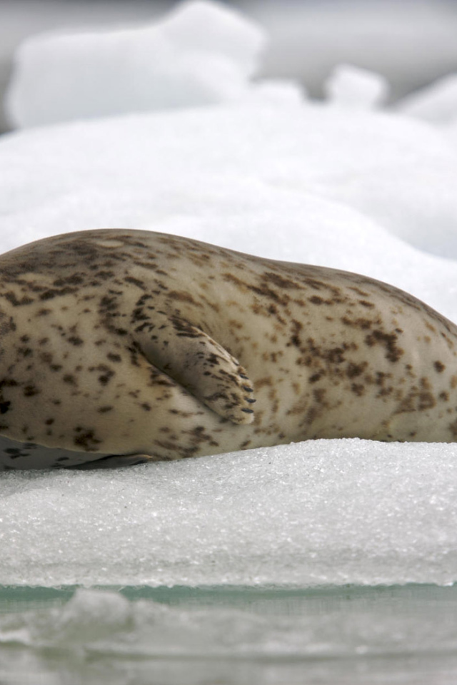 Обыкновенный тюлень