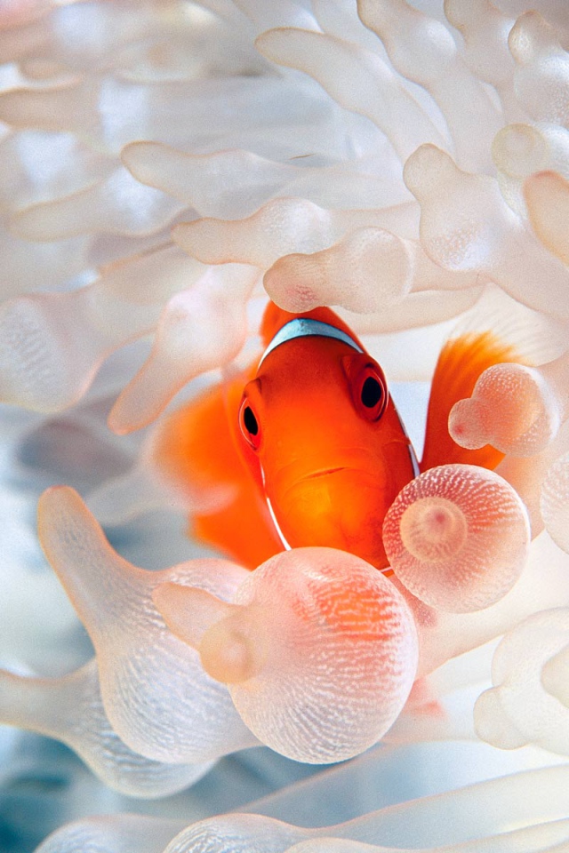 Коралловая рыбка