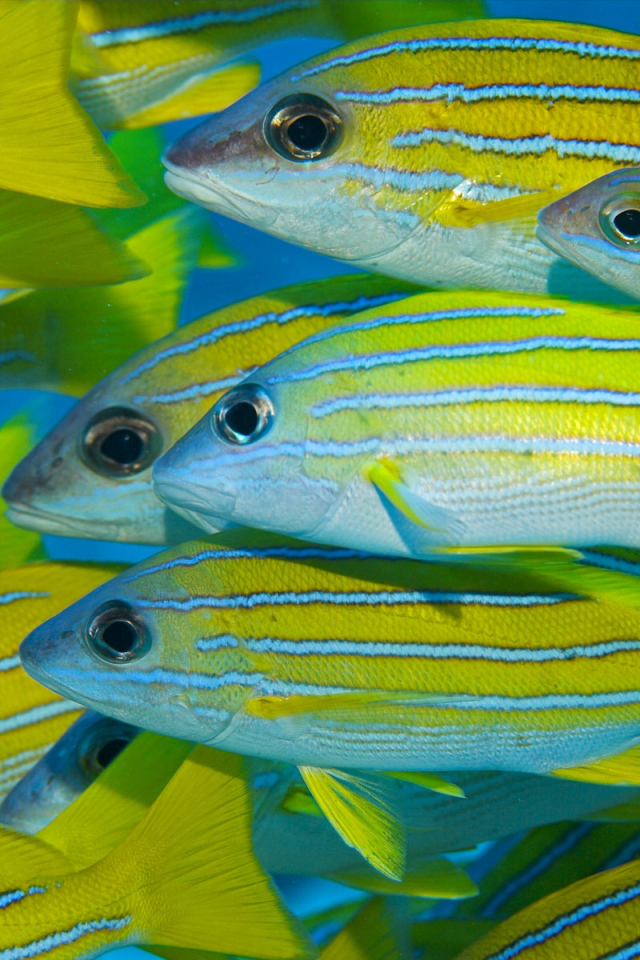 Коралловые рыбки