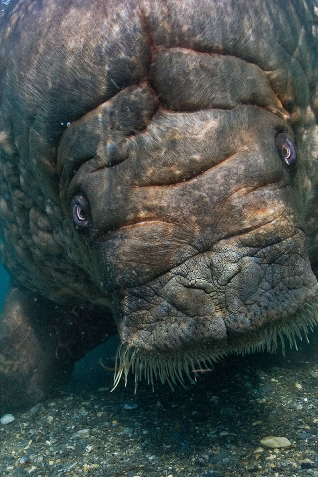 Морская корова