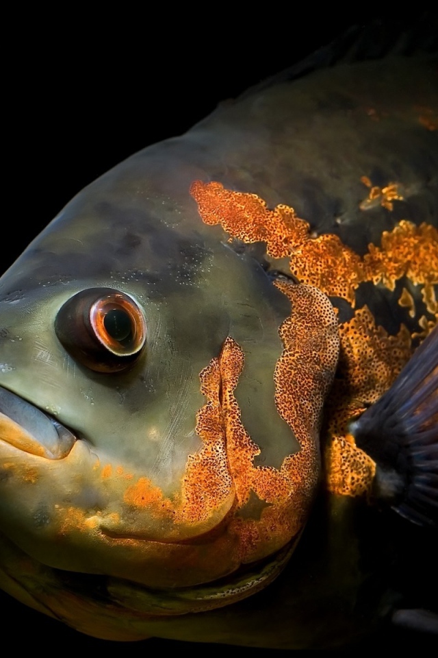 Глубоководная рыба