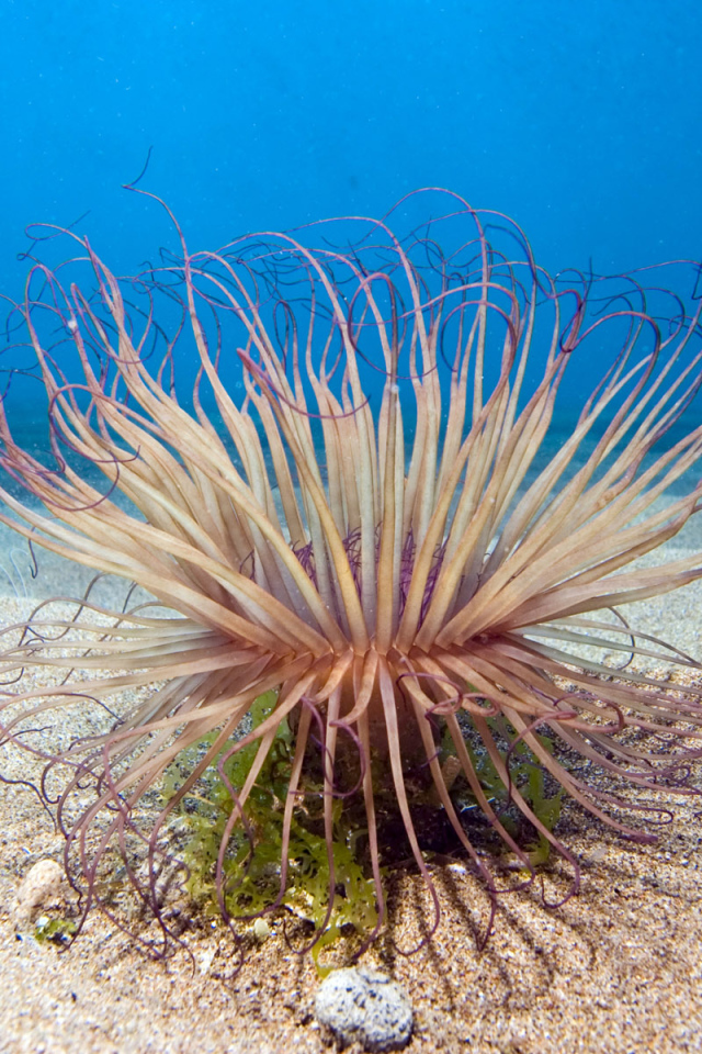 Обитатель морского дна