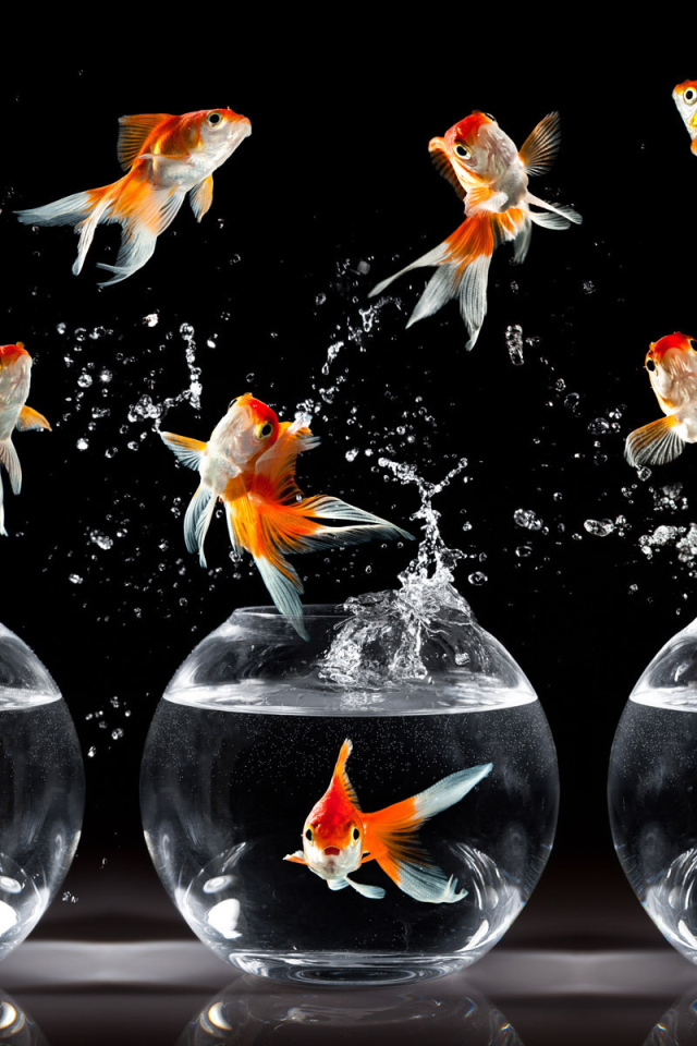 Рыбки в аквариуме