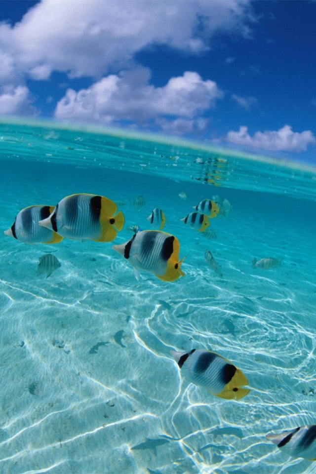 Рыбки у берега