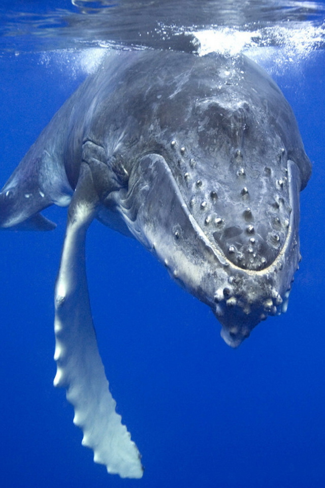 Плывущий кит