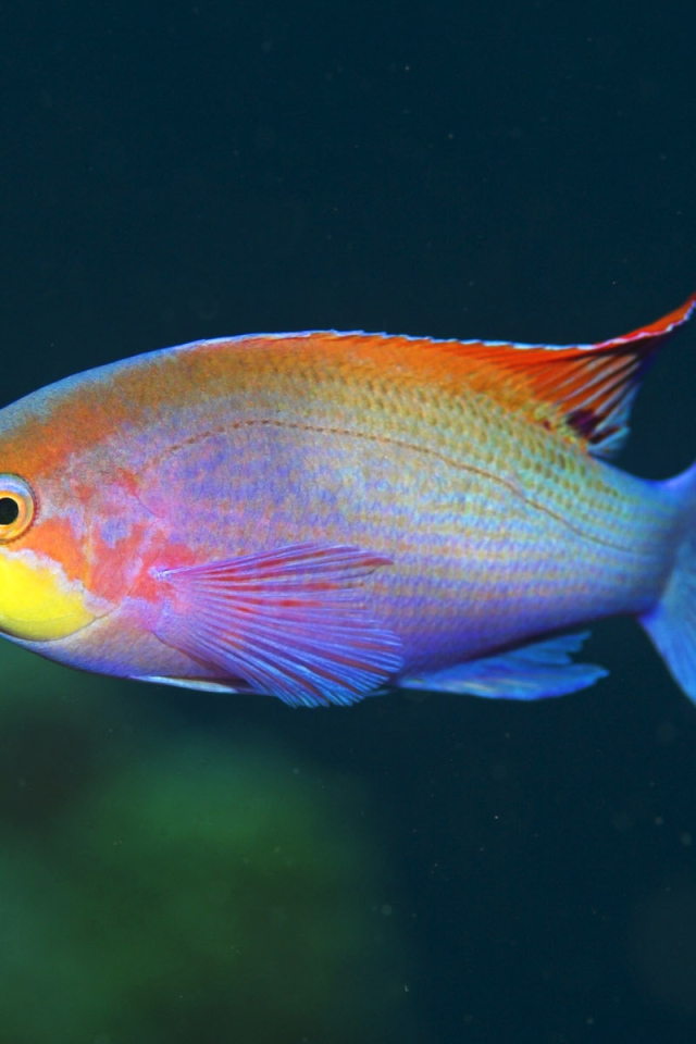 Смешная рыбка