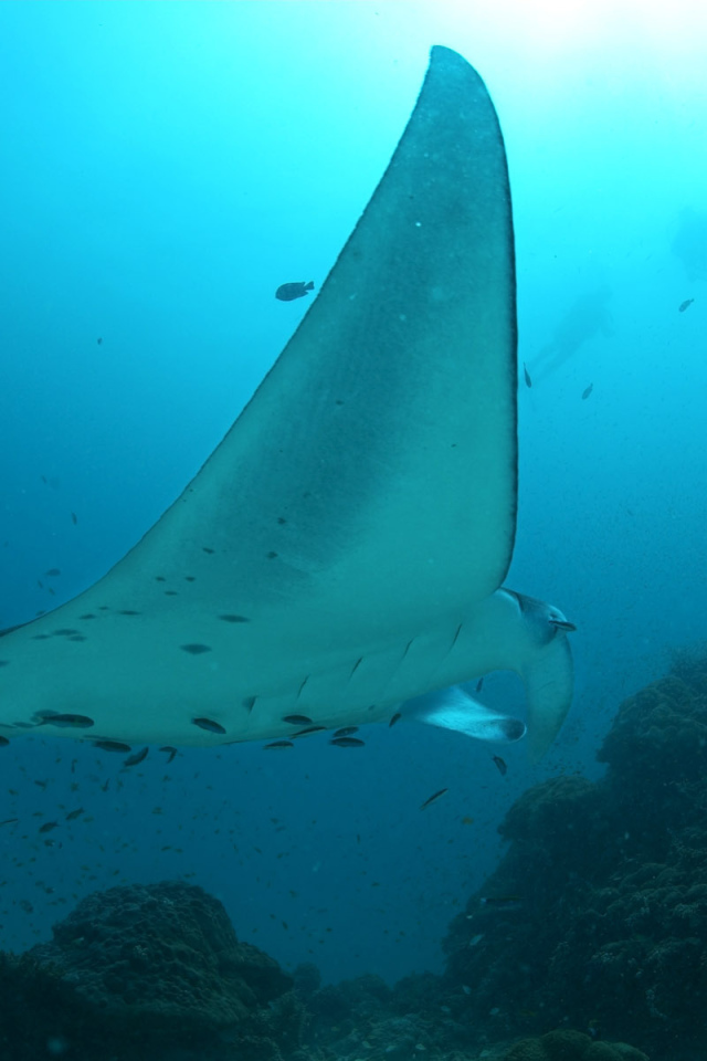 Огромный скат