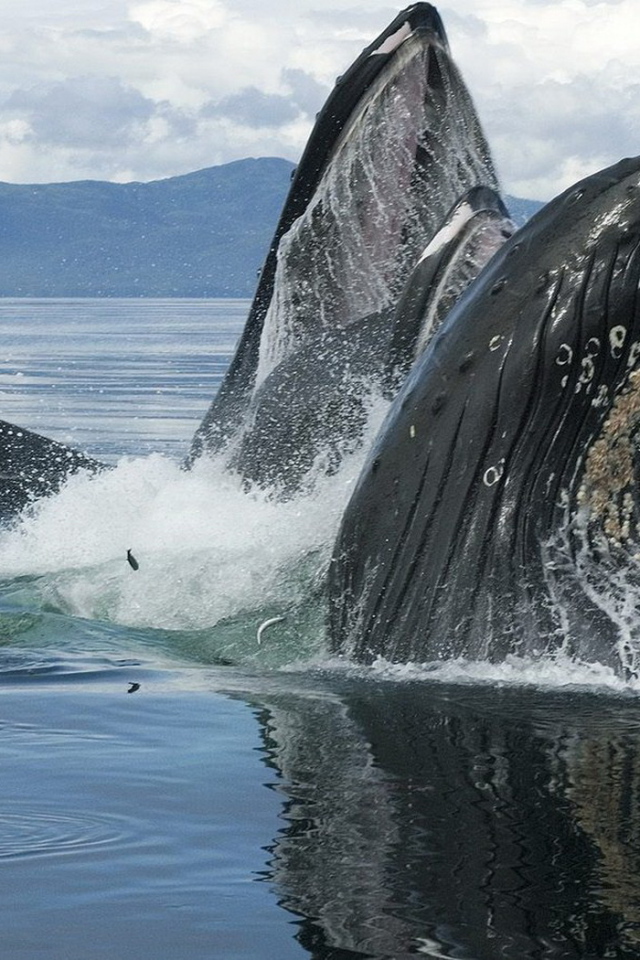 Горбатые киты