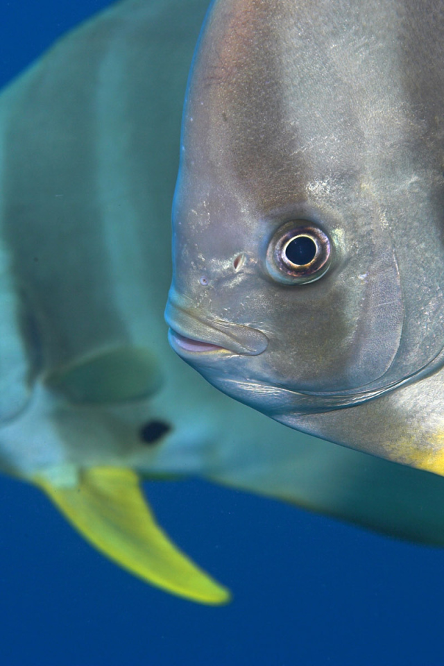 Обитатели Красного моря