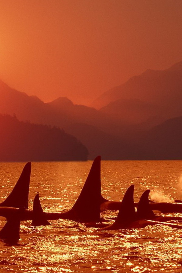 Касатки на закате