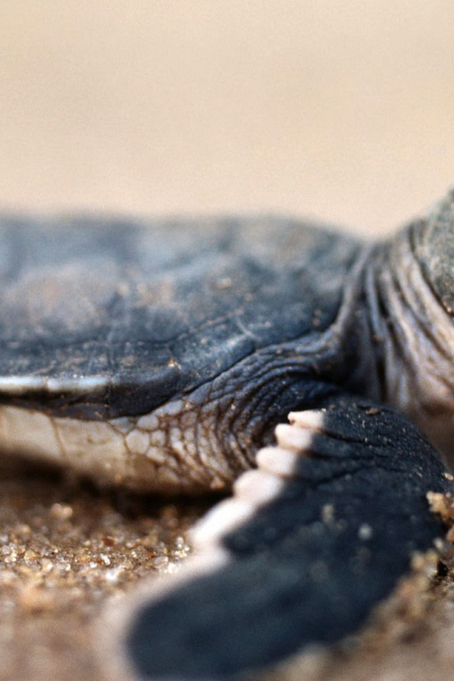 Черепашонок