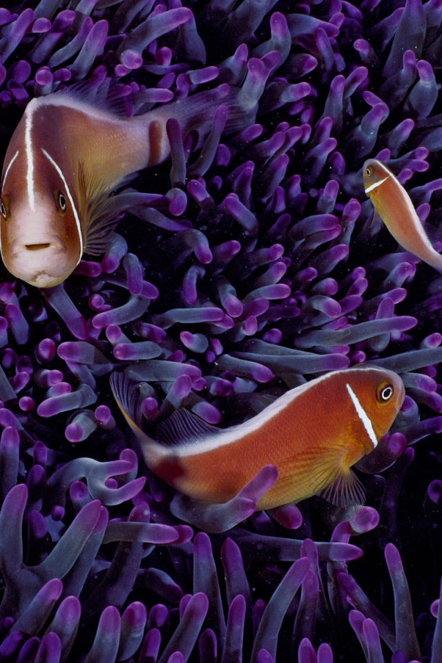 Морские рыбки