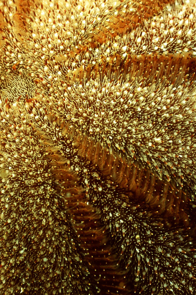 Морская живность