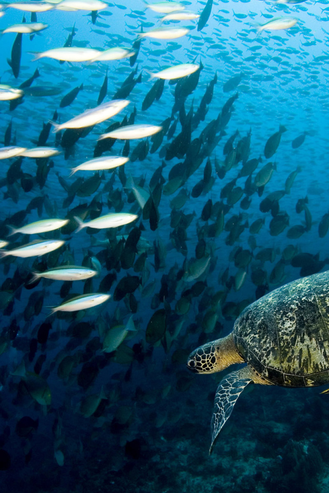 Морская черепаха