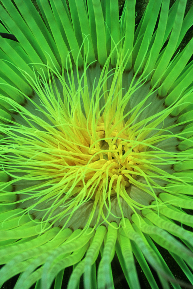 Морское растение