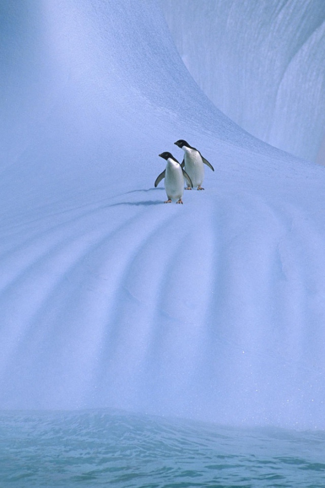 Пингвины на льдине