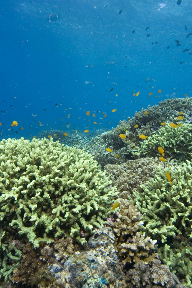 Кораллы Красное море