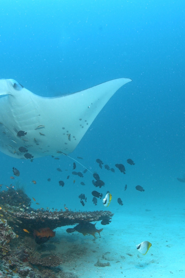 Красное море Скат